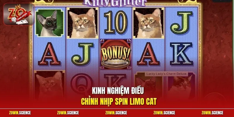 Kinh nghiệm điều chỉnh nhịp spin Limo Cat